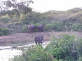 Wild safari Tissamaharama